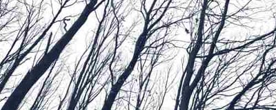 What Credit Unions Can Learn From Fall’s Shedding Season